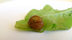 Helicarionidae