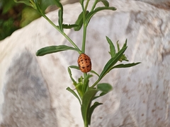 Coccinellinae