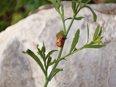 Coccinellinae
