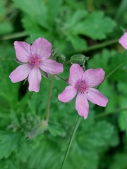Erodium malacoides