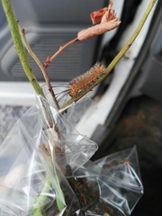 Syntomeida melanthus