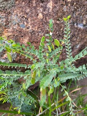 Bossiaea rhombifolia