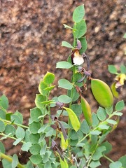 Bossiaea rhombifolia