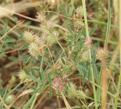 Onobrychis caput-galli