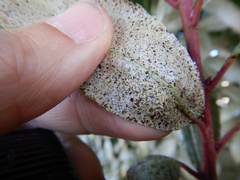 Heliothrips haemorrhoidalis