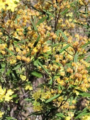 Phebalium graniticola