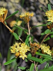 Phebalium graniticola