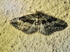Aponotoreas