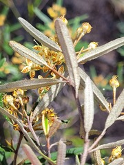 Phebalium graniticola