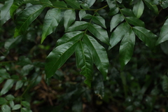 Pararchidendron pruinosum