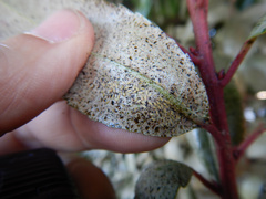 Heliothrips haemorrhoidalis