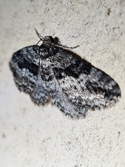 Aponotoreas