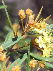 Phebalium graniticola