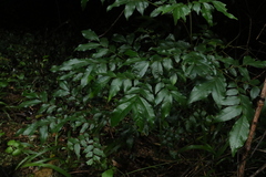 Pararchidendron pruinosum