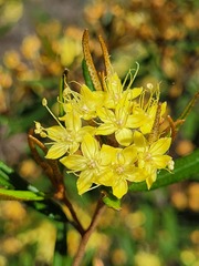 Phebalium graniticola