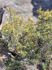 Phebalium graniticola