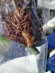 Syntomeida melanthus