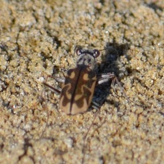 Ellipsoptera cuprascens