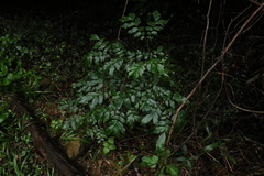 Pararchidendron pruinosum