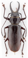 Stenodontes exsertus