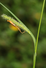 Carex laevigata