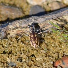 Ellipsoptera cuprascens