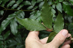 Pararchidendron pruinosum