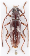 Elaphidion irroratum