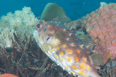 Cyclichthys spilostylus