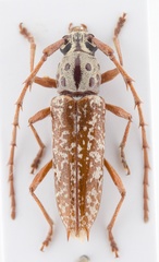 Elaphidion splendidum
