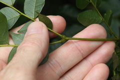 Pararchidendron pruinosum