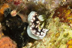Goniobranchus geometricus