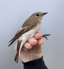 Ficedula semitorquata