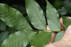 Pararchidendron pruinosum