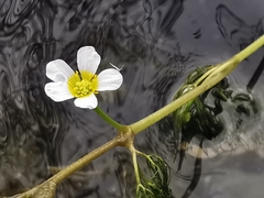 Ranunculus trichophyllus trichophyllus
