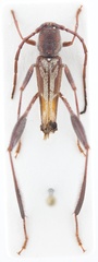 Euryscelis suturalis
