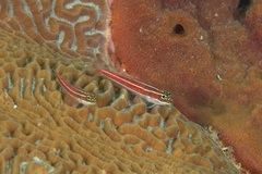 Helcogramma striata
