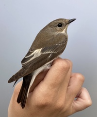 Ficedula semitorquata