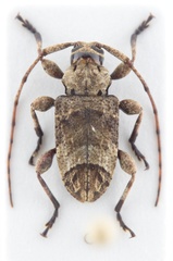 Leptostylopsis