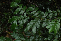 Pararchidendron pruinosum