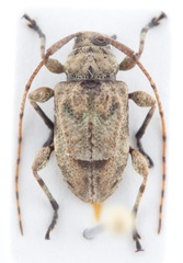 Leptostylopsis