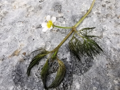 Ranunculus trichophyllus trichophyllus