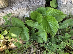 Fragaria vesca