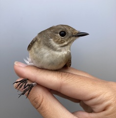 Ficedula semitorquata