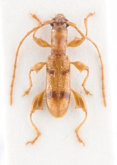 Plectromerus distinctus