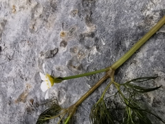 Ranunculus trichophyllus trichophyllus