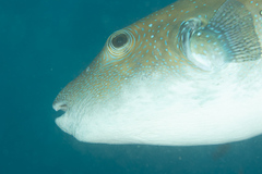 Arothron caeruleopunctatus