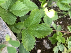 Fragaria vesca