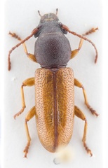 Parandraceps turnbowi