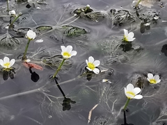 Ranunculus trichophyllus trichophyllus